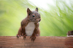squirrel