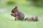 eating squirrel