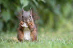 eating squirrel