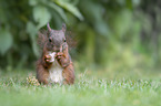 eating squirrel