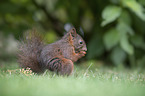 eating squirrel