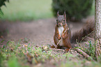 young european squirrel