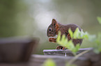 young european squirrel