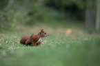 squirrel