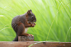 eating squirrel