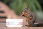 eating squirrel