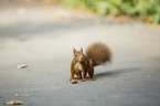 standing Squirrel