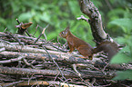 standing Squirrel