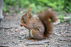 sitting Squirrel