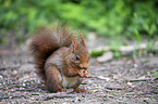 sitting Squirrel