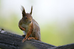 Squirrel