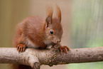 Squirrel in enclosure