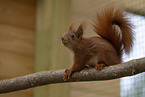 Squirrel in enclosure