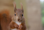 Squirrel in enclosure