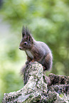 Squirrel sitting on tree stump