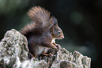 Squirrel sitting on tree stump