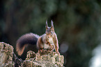 Squirrel sitting on tree stump