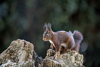 Squirrel sitting on tree stump