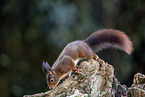 Squirrel sitting on tree stump