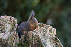 Squirrel sitting on tree stump