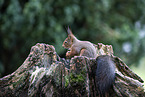 Squirrel sitting on tree stump