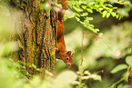 squirrel