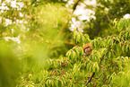 squirrel