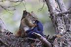 squirrel
