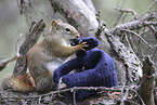 squirrel