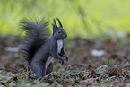 squirrel
