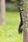 Squirrel