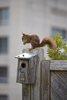 squirrel