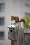 squirrel