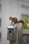 squirrel