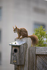 squirrel