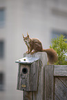 squirrel