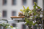 squirrel