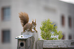 squirrel