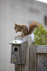 squirrel