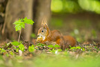 european squirrel
