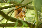 european squirrel