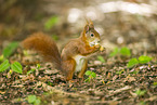 european squirrel