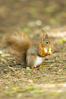 european squirrel