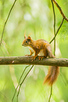 european squirrel