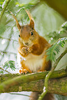 european squirrel