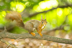 european squirrel