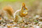 european squirrel