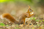 european squirrel