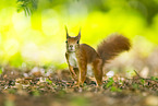 european squirrel