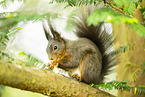 european squirrel